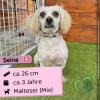 Seina (w),  3 Jahre,  26 cm,  Slowakei