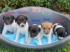 Welpen Jack Russel/ Parson Russel Mix 