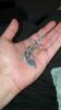 Leopardgecko 