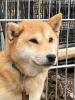 suzume ist eine liebe,  etwas schüchterne kleine Hundedame
