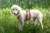 KEFIR -  weiblich  1 Jahr  44 cm  12.5 kg  Puli-Mix  Gechipt  Kastriert