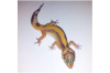 Schöne Leopardgeckos aus der Nachzucht 2011 im Raum Frankfurt abzugeben