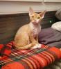 Devon Rex Kater Amour (10 Monate,  kastriert) - verspielt und sehr liebevoll