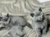 Reinrassige BKH Kitten in Blau und Lila