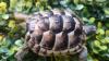Maurische Landschildkröten aus 2024 - mit Papieren