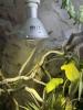 Panther Chamaeleon incl Terrarium und Technik