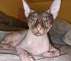 Don Sphynx weiblich