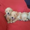 Golden Retriever Welpen aus familiärer Hobby-Zucht