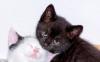 Nebenjob als Katzensitter zu vergeben! Katzenbetreuung - Katzensitting - Tierbet