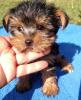 Süsse kleine Yorkshire Terrier Babys Rüden /  Hündinnen