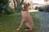 HERBERT - Deutsche Dogge - 1 Jahr - Tierhilfe-Franken e.V.