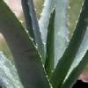 Beste AloeVera Säuglingspflege: Unsere Empfeh