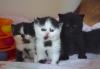 Reirassige Schwarz und weiß BKH Kitten