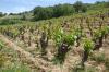 Italien,  Sardinien,  Weinberg,  Land,  3 Ha,  Existenz,  Baugenehmigung