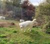 Palita sucht ein passendes Zuhause