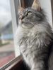 ?DRINGEND NEUES ZUHAUSE GESUCHT?