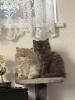 Britische Katzenbabys
