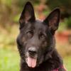 ELISA - Schäferhund - 8 Jahre - Tierhilfe-Franken e.V.