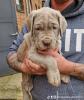 Seltene Bandog Welpen