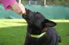EMILIO - verschmuster Mischling - 9 Jahre - Tierhilfe-Franken e.V.