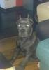 CANE CORSO