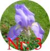 Biete: Verschiebene Schwertlilien (Iris). Blumen.