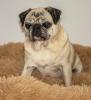 AMY MO - netter Mops - 9 Jahre - Tierhilfe-Franken e.V.