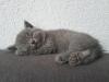 BKH Kitten mit Stammbaum