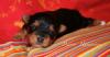 VDH Havaneser Welpen aus NRW Tele. 02382/ 803166 Havaneserwelpen Hundewelpen