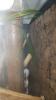 Phelsuma Laticauda /  Goldstaubtaggeckos