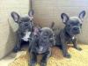 Französische Bulldogge,  Welpe,  Rüde & Hündin