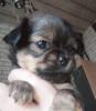 Chihuahua Welpen reinrassig,  Lang Haar,  typvoll