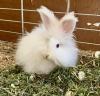 English Angora Kaninchen