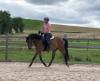 Reitpony Mix Wallach,  3 jährig,  1, 45 m,  Freizeit,  Western,  Dressur