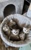BKH- WHISKAS KITTEN