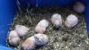 Teddyhamster schönes Mädchen.8 Wochen alt, Handzahm.