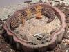 Zwei Leopardgeckos abzugeben