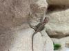 Rote Farb Bartagame Jungtiere 