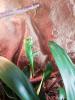 Madagaskar Taggecko /  Phelsuma grandis
