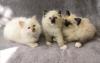 Heilige Birma Kitten suchen ein neues Zuhause