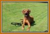 Rhodesian Ridgeback Wurfankündigung
