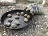 Griechische Landschildkröten NZ 2021