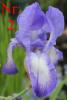 Biete: Verschiebene Schwertlilien (Iris). Blumen.