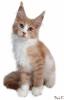 Traumhafte Maine Coon Kitten der seltenen Extraklasse!!