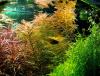 Amerikanisches Kammblatt,  Bündel,  Aquarienpflanzen (Versand/  Abholung)