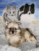 Pomeranianwelpe bluemerle
