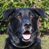 BALDUR - charmanter Labrador-Schäfer-Mix - 8 Jahre - ´Tierhilfe-Franken e.V.