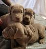 Seltene Bandog Welpen