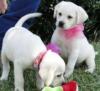 Labrador Welpen,  männlich & weiblich,  