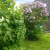 Syringa vulgaris. Flieder Busch lila